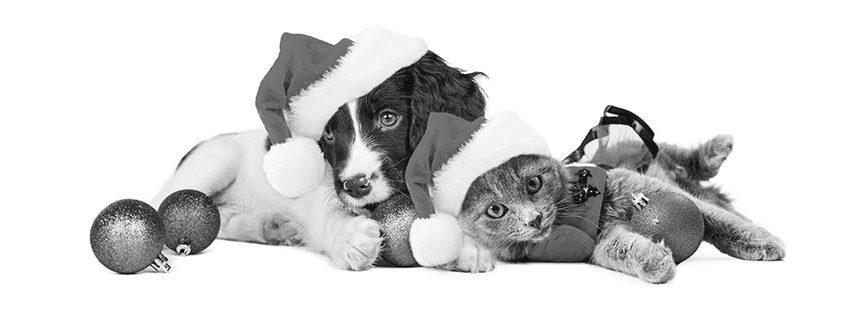 New Years Resolutions for Pet Owners