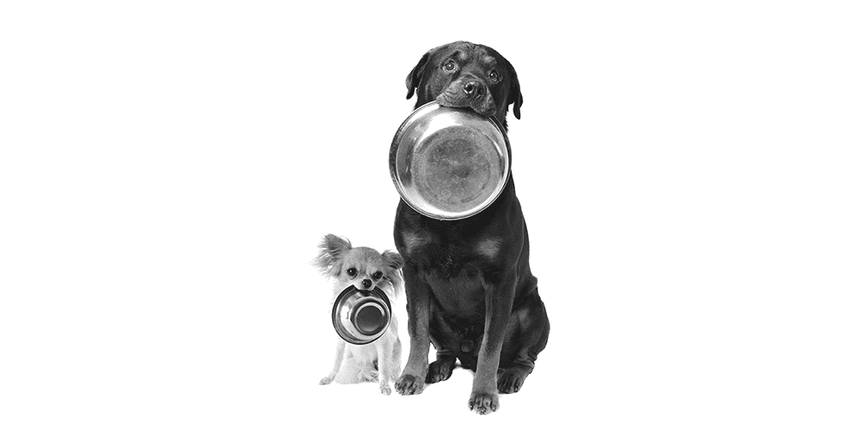 6 reason your pet doesn't want to eat.