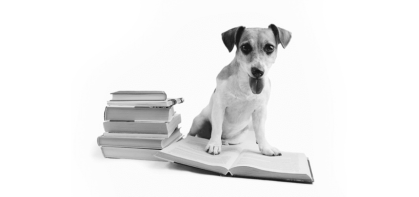 6 problems your pet may have